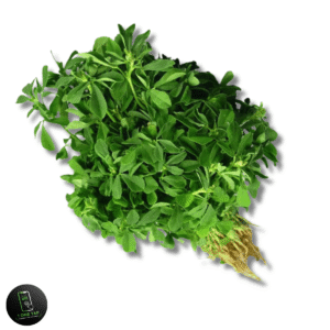 METHI BUNDLE